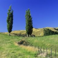 Наличие земельного пая не помеха в получении субсидии