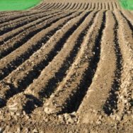 ПРЕЗИДЕНТ ХОЧЕ ПРОВЕСТИ ЗЕМЕЛЬНУ РЕФОРМУ І ЗАПУСТИТИ ПРОДАЖ ЗЕМЛІ