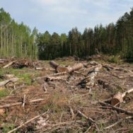 Штрафи за знищення лісу зросли удвічі