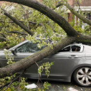 КЦС ВС: відшкодування майнової та моральної шкоди, завданої неналежним виконанням КП обовязку щодо контролю стан дерев та їх догляду