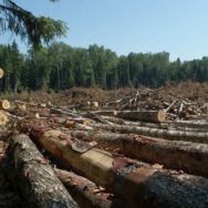 Зеленський розпорядився створити систему обліку в лісгоспах