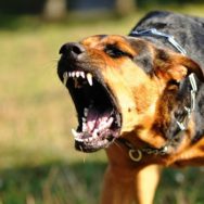 Скадовський райсуд Херсонської області пояснив, що робити, якщо вас вкусила тварина.