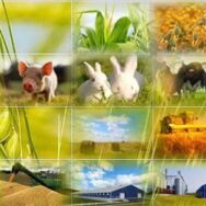 15 серпня 2020 року набув чинності Закон України «Про сільськогосподарську кооперацію». Всі існуючі сількогосподарські кооперативи повинні бути перереєстровані на протязі 3-з років