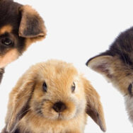 Жорстоке поводження з тваринами, відповідальність. Куди звертатись: Пирятинський районний суд Полтавської області