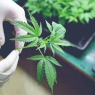 Легалізовано медичний канабіс: КМУ