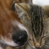 Набув чинності новий закон про захист прав тварин